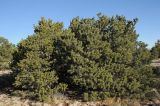 Pinus edulis