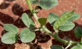 Vicia narbonensis