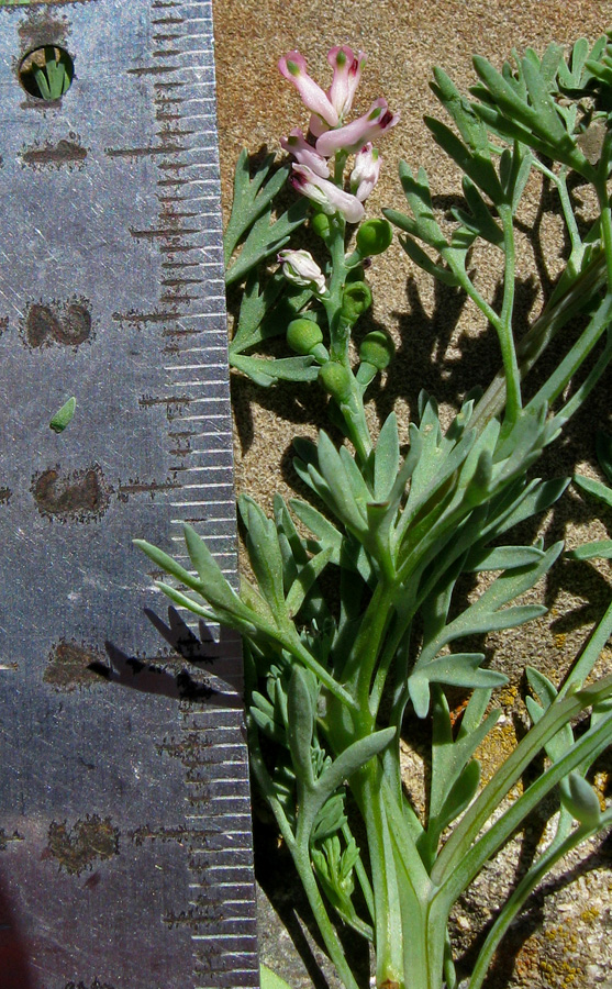 Image of Fumaria parviflora specimen.