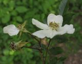 Rosa maximowicziana. Соцветие. Москва, ГБС РАН. 02.07.2014.