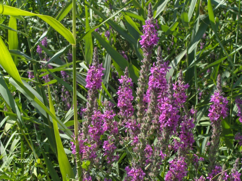 Изображение особи Lythrum salicaria.