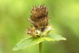 Betonica macrantha. Верхушка растения с соплодием. Карачаево-Черкесия, окр. г. Теберда, долина р. Бадук. 23.08.2014.