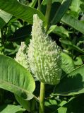 Asclepias syriaca