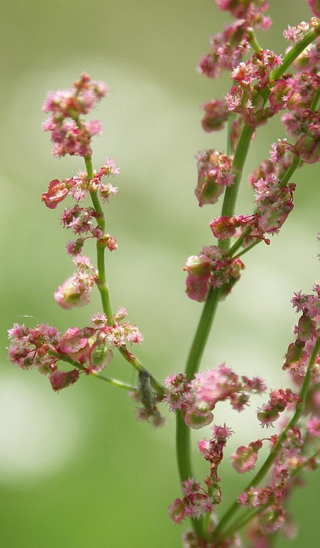 Изображение особи Rumex acetosa.