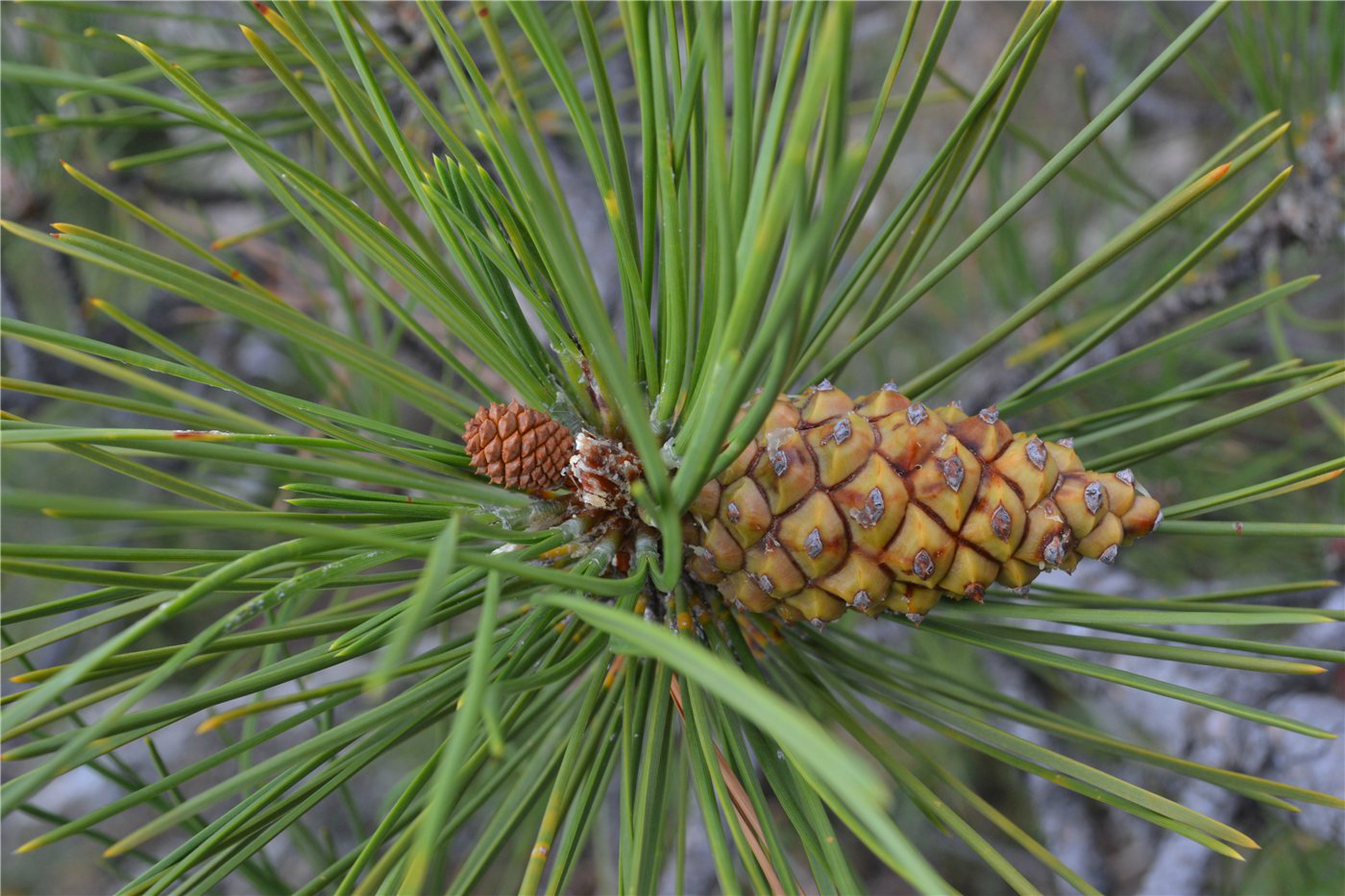 Изображение особи Pinus pallasiana.