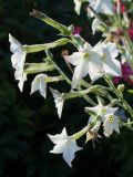 Nicotiana alata. Цветки. Псковская обл., Пушкиногорский р-н, усадьба Михайловское, в культуре в цветнике. 03.08.2015.