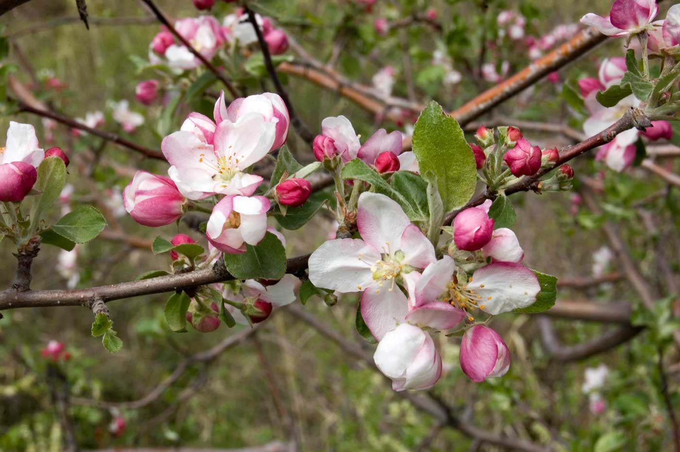 Изображение особи Malus sieversii.