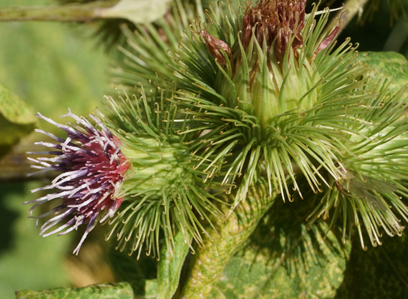 Изображение особи Arctium leiospermum.