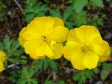 Trollius uncinatus