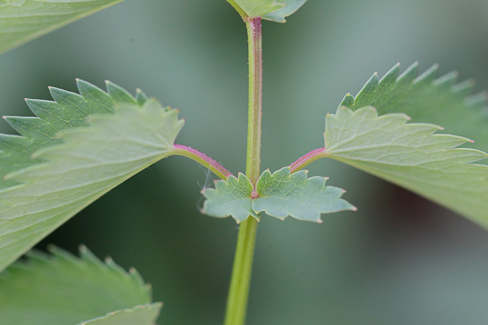 Изображение особи Sanguisorba officinalis.