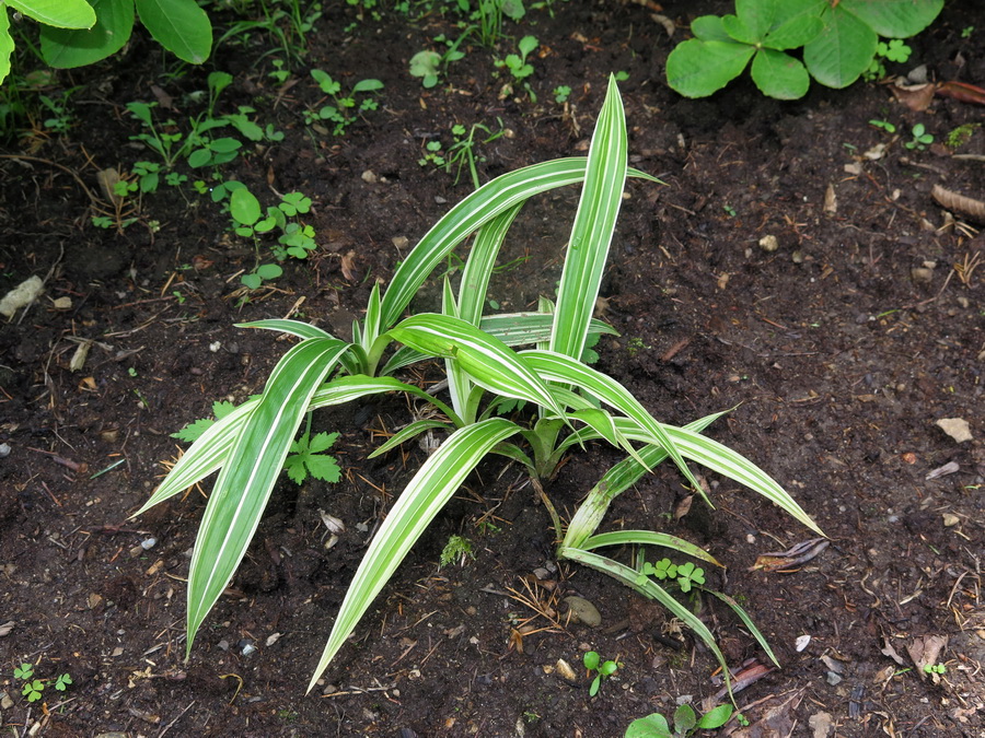 Изображение особи Carex siderosticta.