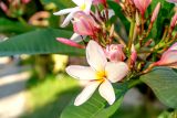 род Plumeria