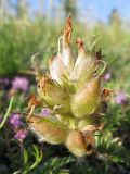 Oxytropis reverdattoi