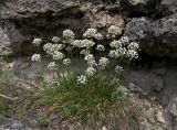 Allium denudatum