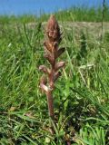 Orobanche minor