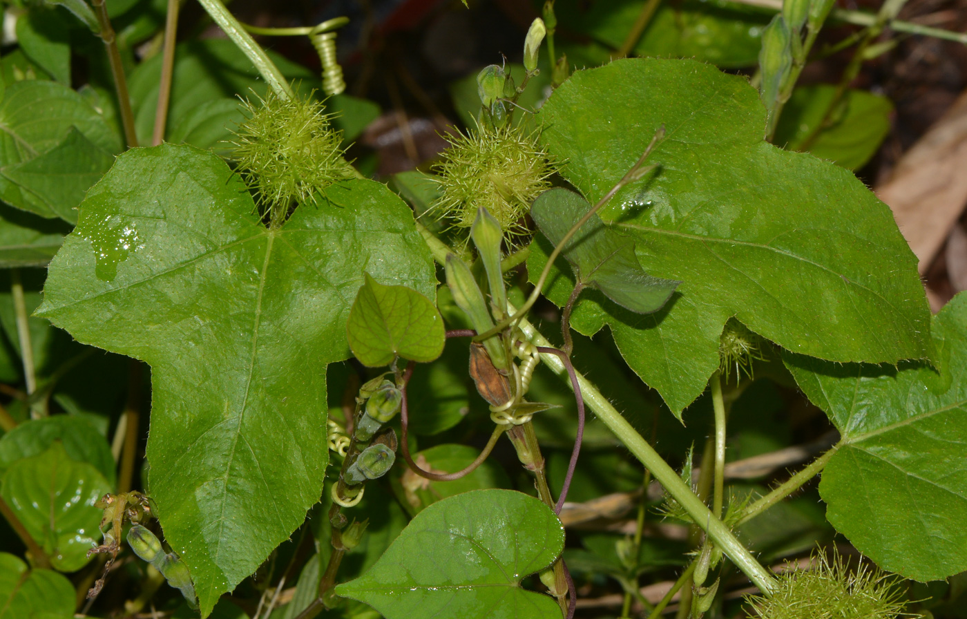 Изображение особи Passiflora foetida.