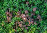 Cladonia gracilis