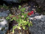 Actaea erythrocarpa