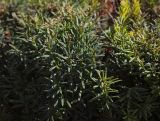 Taxus baccata. Верхушки побегов (некоторые повреждены при стрижке). Крым, г. Бахчисарай, Бахчисарайский дворец, в культуре. 14.09.2017.