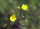 род Potentilla. Побег с цветками. Якутия, Нерюнгринский р-н, окр. перевала Тит, р-н 502 км трассы АЯМ, в полосе ЛЭП. 26.07.2016.