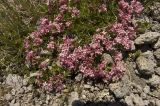 Asperula cristata