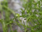 Sagina procumbens