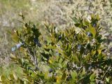 Myrtus communis