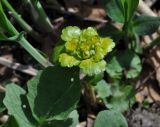 Chrysosplenium alternifolium. Верхушка цветущего растения. Республика Адыгея, левый берег р. Курджипс чуть выше Каскадного водопада на левом притоке и в 500 м выше по течению относительно Овечей пещеры. 01.05.2018.