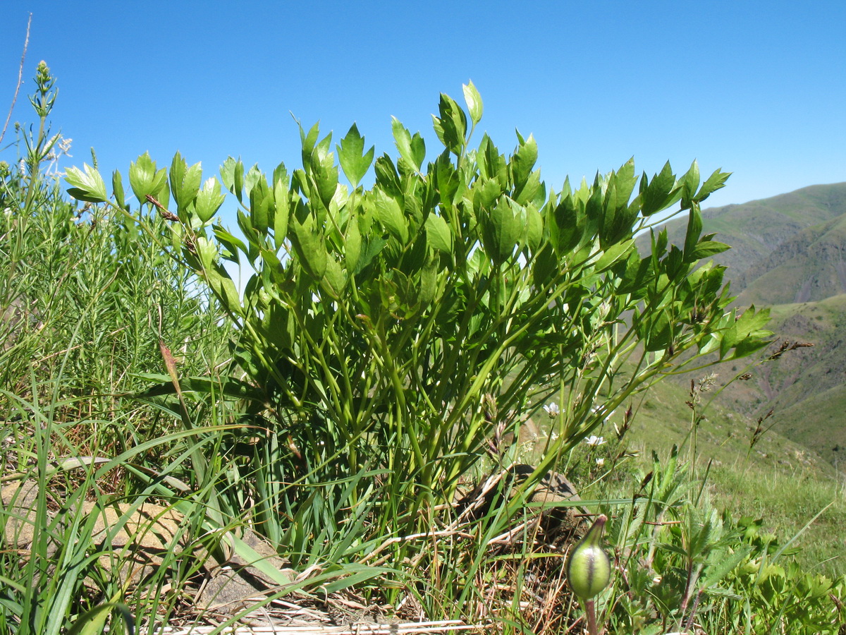 Image of Sphaenolobium korovinii specimen.