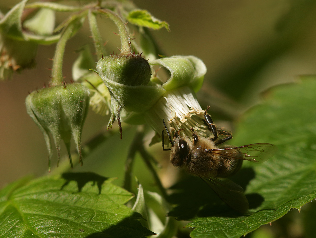 Изображение особи Rubus idaeus.