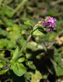 Silene aegyptiaca