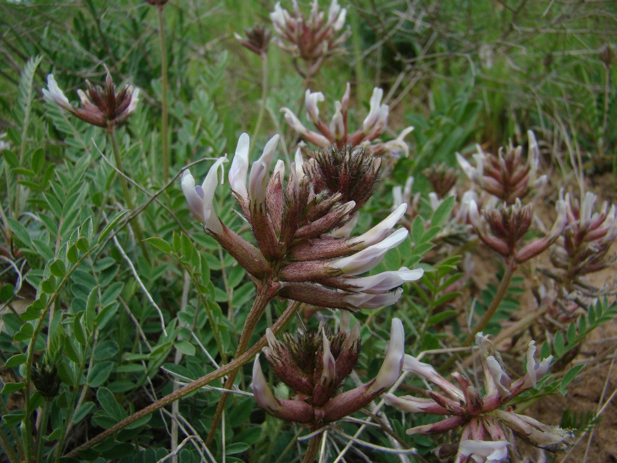 Изображение особи Astragalus irisuensis.