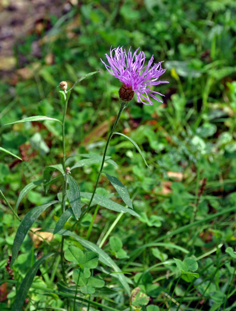Изображение особи Centaurea jacea.