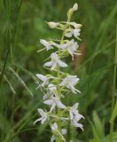 Platanthera bifolia. Соцветие. Калужская обл., Боровский р-н, окр. дер. Чёлохово, лесополоса между сенокосным лугом на старой залежи и полем, около пруда. 13 июня 2020 г.