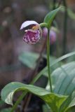 Cypripedium guttatum