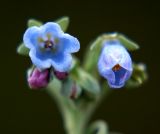 Mertensia maritima. Цветки. Приморский край, Ольгинский р-н, 6 км Ю-В с. Милоградово, бух. Красная Скала. 12.08.2009.