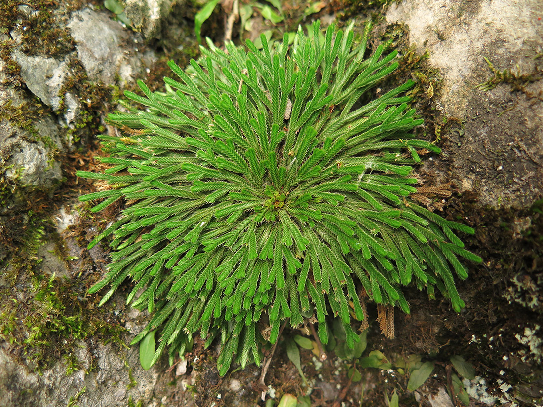 Image of Selaginella tamariscina specimen.