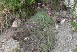 Dianthus acantholimonoides