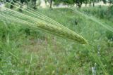 Hordeum spontaneum