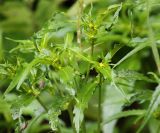 Bidens cernua