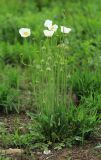 Papaver amurense