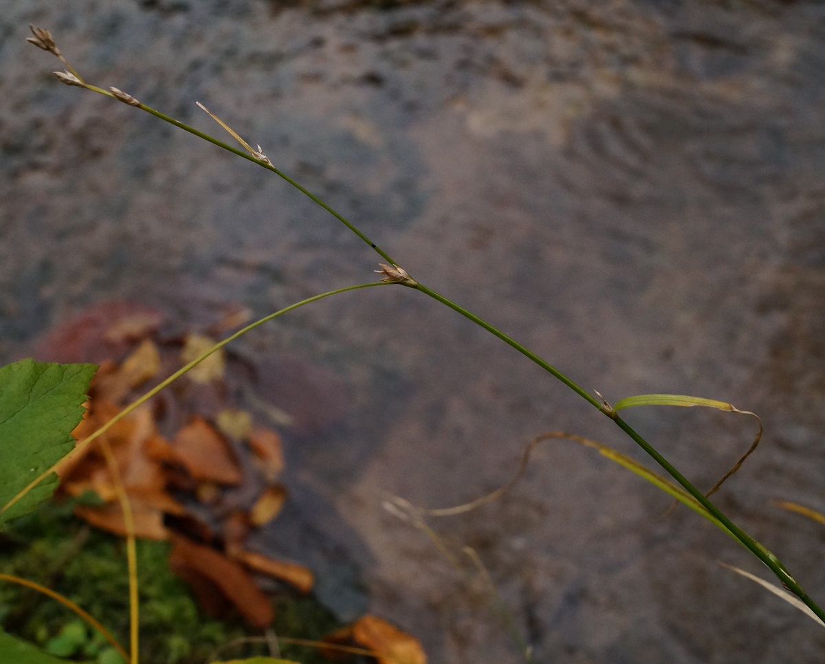 Изображение особи Carex remota.
