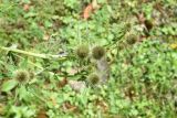 Cirsium ciliatum. Верхушки побегов с развивающимися соцветиями. Кабардино-Балкария, Эльбрусский р-н, Тызыльское ущелье, луг. 25 июля 2022 г.