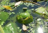 Nuphar lutea