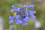 Nepeta supina