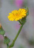 Crepis aculeata