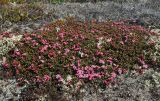 Loiseleuria procumbens. Цветущая куртина на вершине сопки. Окрестности Мурманска, 04.06.2011.