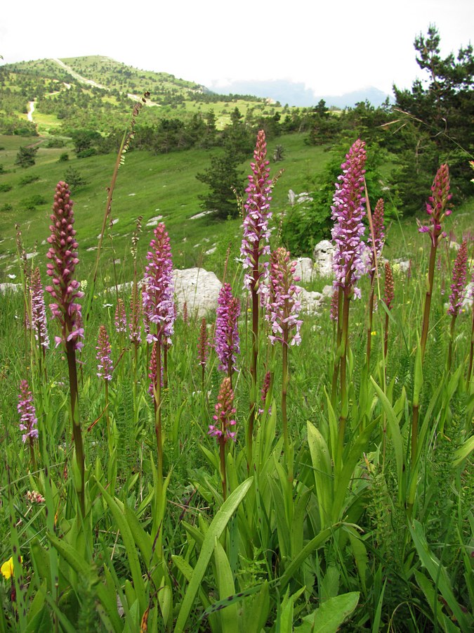 Изображение особи Gymnadenia conopsea.