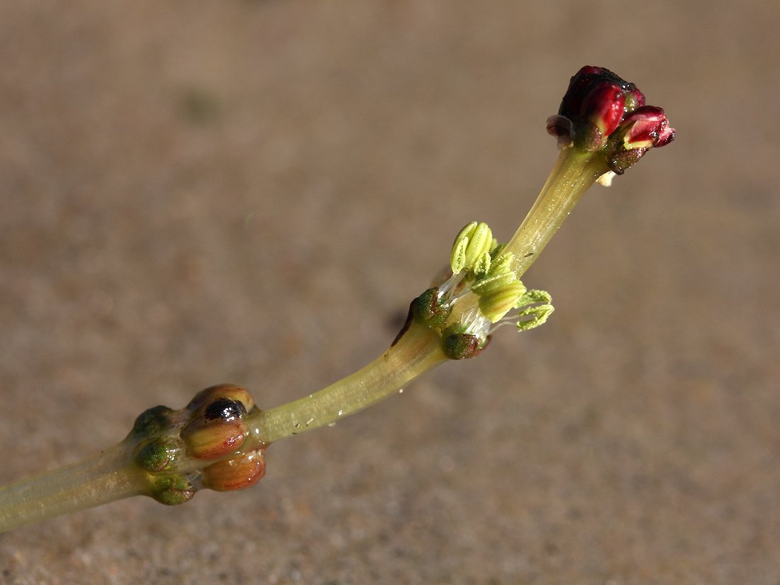 Изображение особи Myriophyllum sibiricum.