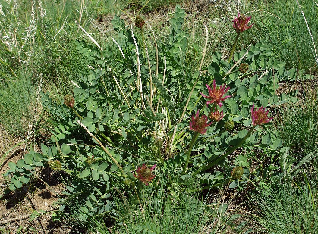 Image of Astragalus platyphyllus specimen.